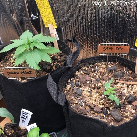 🌚 SSH OG +++ 🌝  ♌️ growlog timeline photo