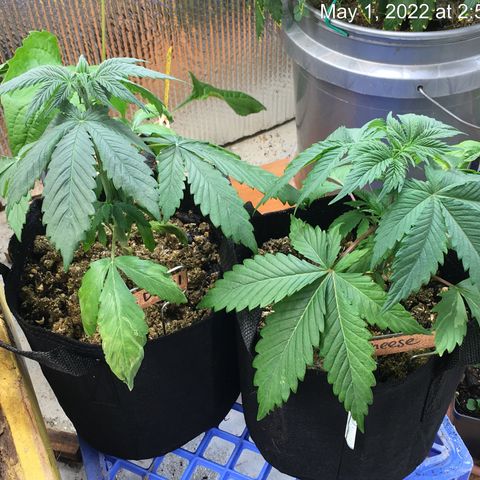 🧀 Cheese 🧀  growlog timeline photo