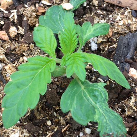🌚 SSH OG +++ 🌝  ♌️ growlog timeline photo