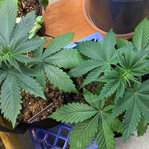 🧀 Cheese 🧀  growlog timeline photo