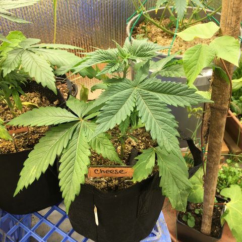 🧀 Cheese 🧀  growlog timeline photo