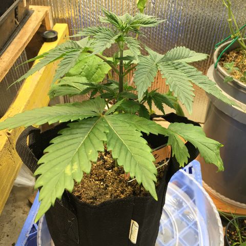 🧀 Cheese 🧀  growlog timeline photo