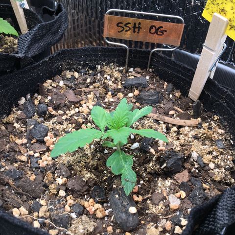 🌚 SSH OG +++ 🌝  ♌️ growlog timeline photo