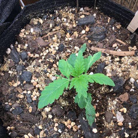 🌚 SSH OG +++ 🌝  ♌️ growlog timeline photo