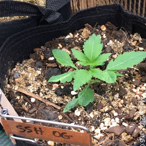 🌚 SSH OG +++ 🌝  ♌️ growlog timeline photo