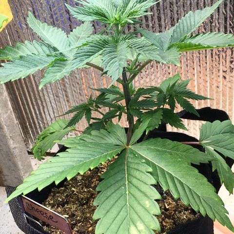 🧀 Cheese 🧀  growlog timeline photo