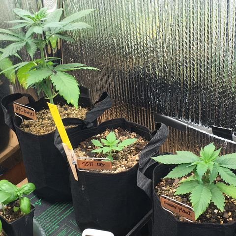 🌚 SSH OG +++ 🌝  ♌️ growlog timeline photo