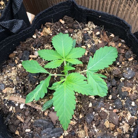 🌚 SSH OG +++ 🌝  ♌️ growlog timeline photo