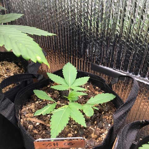 🌚 SSH OG +++ 🌝  ♌️ growlog timeline photo