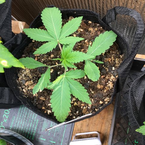 🌚 SSH OG +++ 🌝  ♌️ growlog timeline photo
