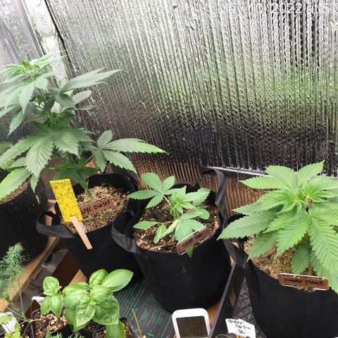 🌚 SSH OG +++ 🌝  ♌️ growlog timeline photo