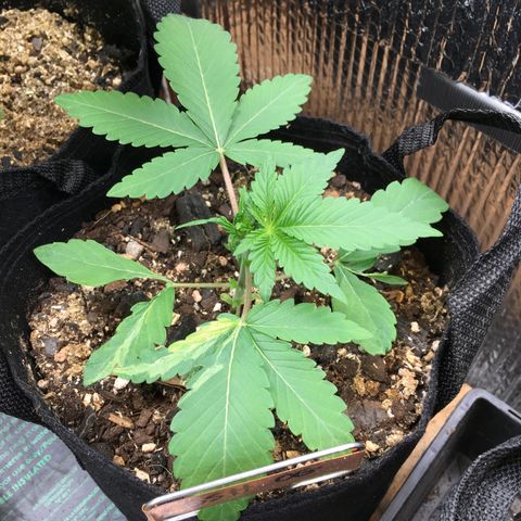 🌚 SSH OG +++ 🌝  ♌️ growlog timeline photo