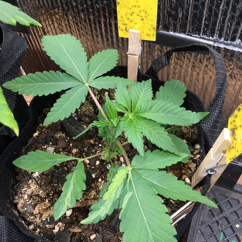 🌚 SSH OG +++ 🌝  ♌️ growlog timeline photo