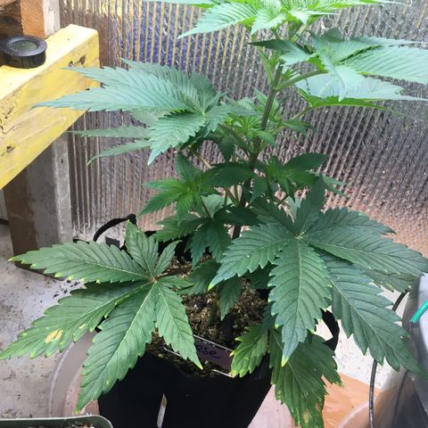 🧀 Cheese 🧀  growlog timeline photo
