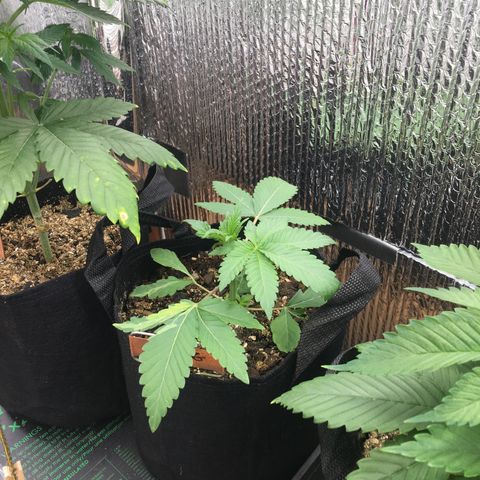🌚 SSH OG +++ 🌝  ♌️ growlog timeline photo