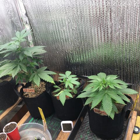 🌚 SSH OG +++ 🌝  ♌️ growlog timeline photo
