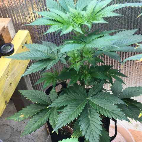 🧀 Cheese 🧀  growlog timeline photo
