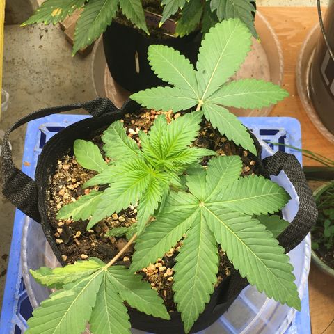 🌚 SSH OG +++ 🌝  ♌️ growlog timeline photo