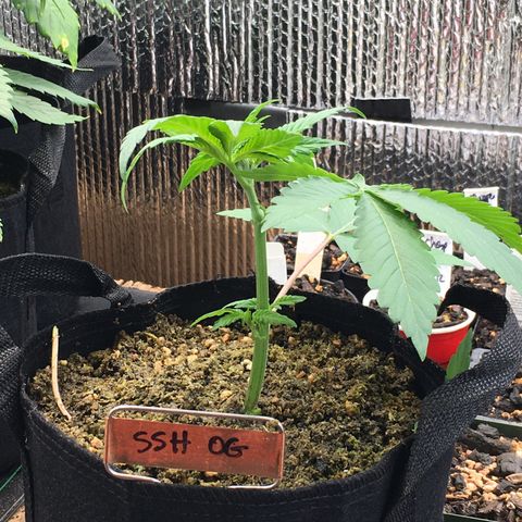 🌚 SSH OG +++ 🌝  ♌️ growlog timeline photo