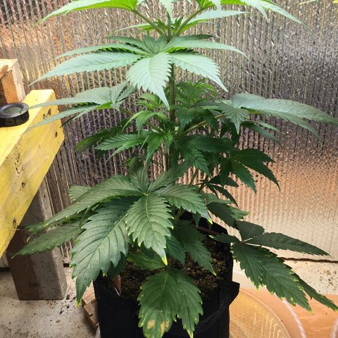 🧀 Cheese 🧀  growlog timeline photo