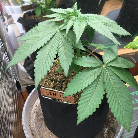 🌚 SSH OG +++ 🌝  ♌️ growlog timeline photo