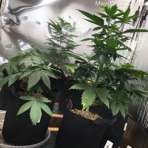 🌚 SSH OG +++ 🌝  ♌️ growlog timeline photo