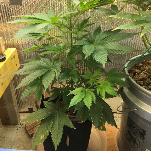 🧀 Cheese 🧀  growlog timeline photo