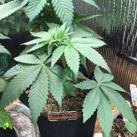 🌚 SSH OG +++ 🌝  ♌️ growlog timeline photo