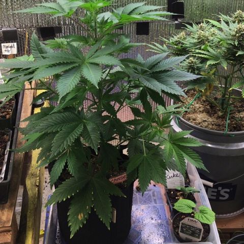 🧀 Cheese 🧀  growlog timeline photo