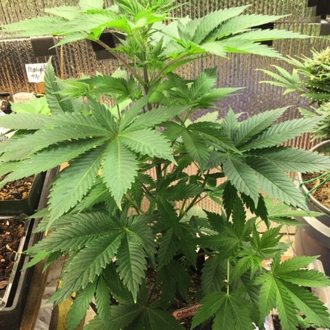 🧀 Cheese 🧀  growlog timeline photo