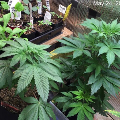 🌚 SSH OG +++ 🌝  ♌️ growlog timeline photo