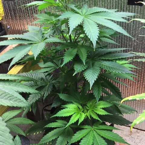 🧀 Cheese 🧀  growlog timeline photo