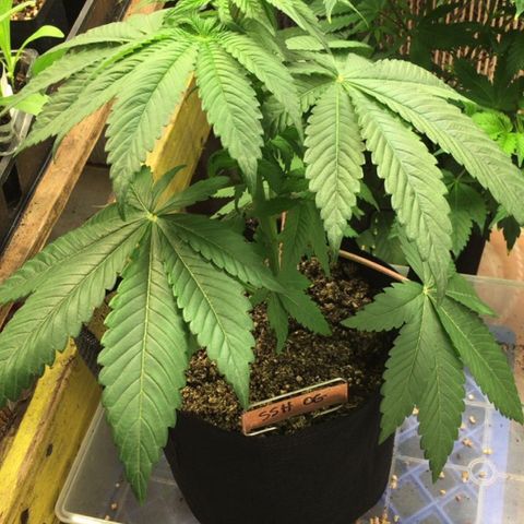 🌚 SSH OG +++ 🌝  ♌️ growlog timeline photo