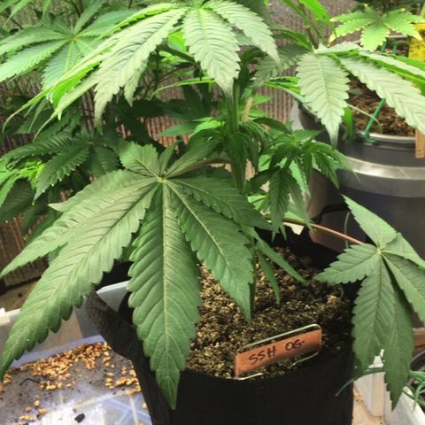 🌚 SSH OG +++ 🌝  ♌️ growlog timeline photo