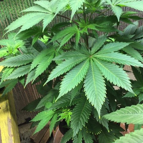 🧀 Cheese 🧀  growlog timeline photo
