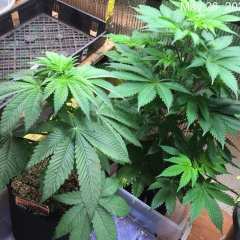 🌚 SSH OG +++ 🌝  ♌️ growlog timeline photo