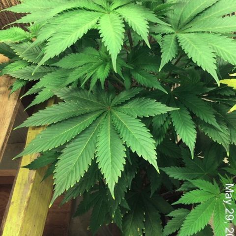 🧀 Cheese 🧀  growlog timeline photo