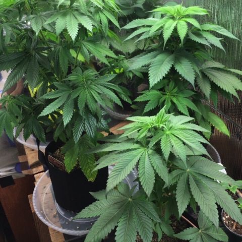 🌚 SSH OG +++ 🌝  ♌️ growlog timeline photo