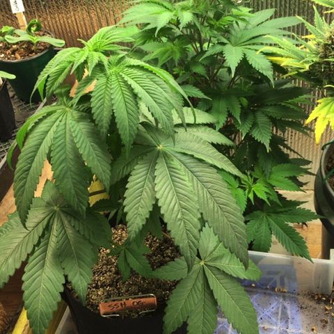 🌚 SSH OG +++ 🌝  ♌️ growlog timeline photo