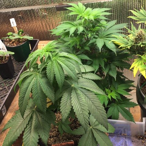 🌚 SSH OG +++ 🌝  ♌️ growlog timeline photo