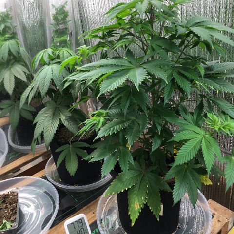 🌚 SSH OG +++ 🌝  ♌️ growlog timeline photo