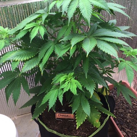 🧀 Cheese 🧀  growlog timeline photo