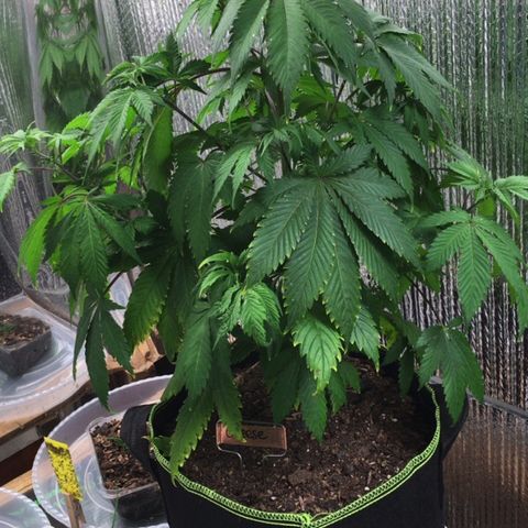 🧀 Cheese 🧀  growlog timeline photo