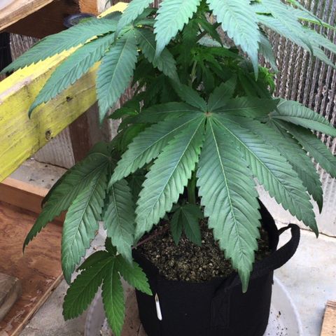 🌚 SSH OG +++ 🌝  ♌️ growlog timeline photo