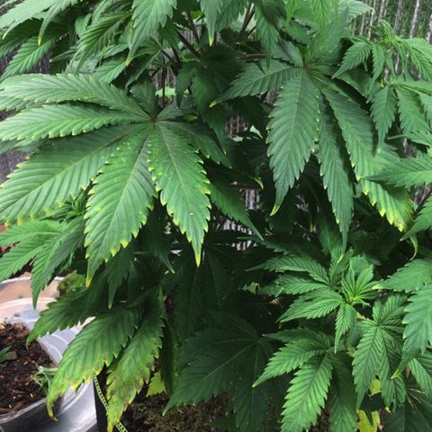 🧀 Cheese 🧀  growlog timeline photo
