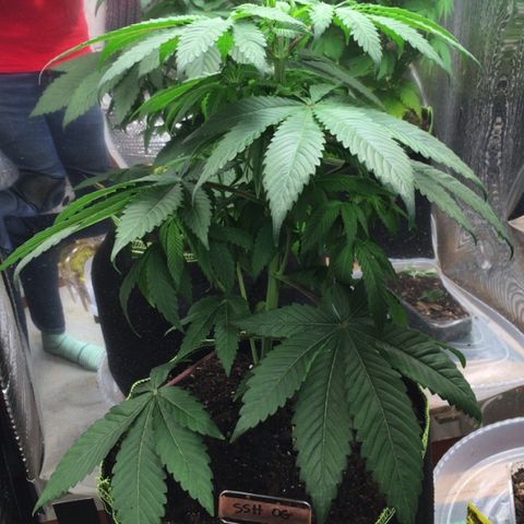 🌚 SSH OG +++ 🌝  ♌️ growlog timeline photo