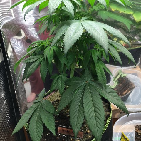 🌚 SSH OG +++ 🌝  ♌️ growlog timeline photo