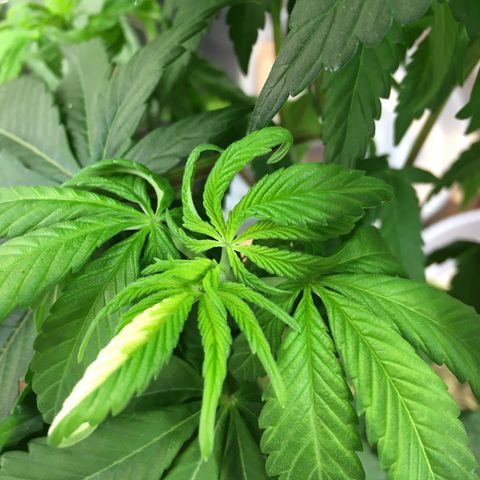 🌚 SSH OG +++ 🌝  ♌️ growlog timeline photo