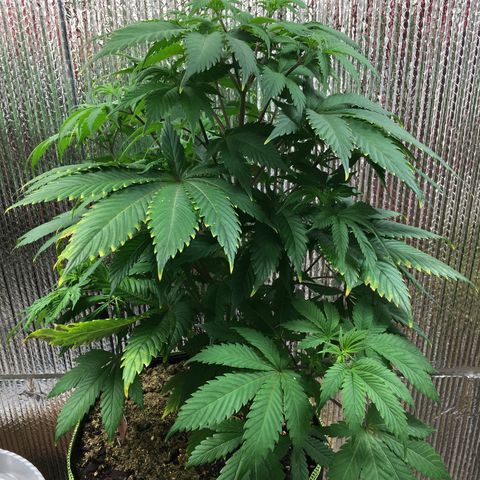 🧀 Cheese 🧀  growlog timeline photo