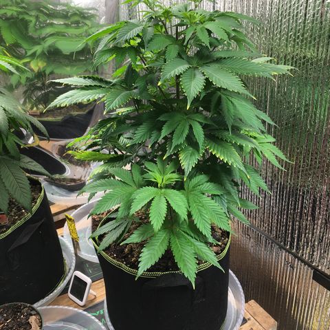 🧀 Cheese 🧀  growlog timeline photo